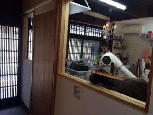 Salon de gigi